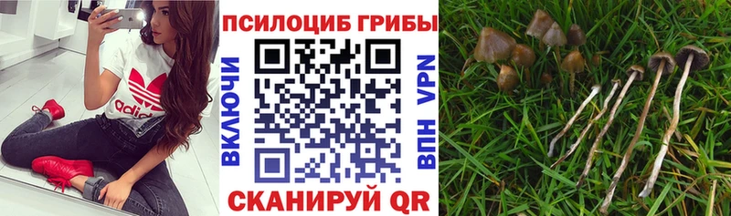 Псилоцибиновые грибы GOLDEN TEACHER  Кропоткин 